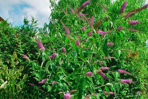 Sommerflieder Buddleja davidii